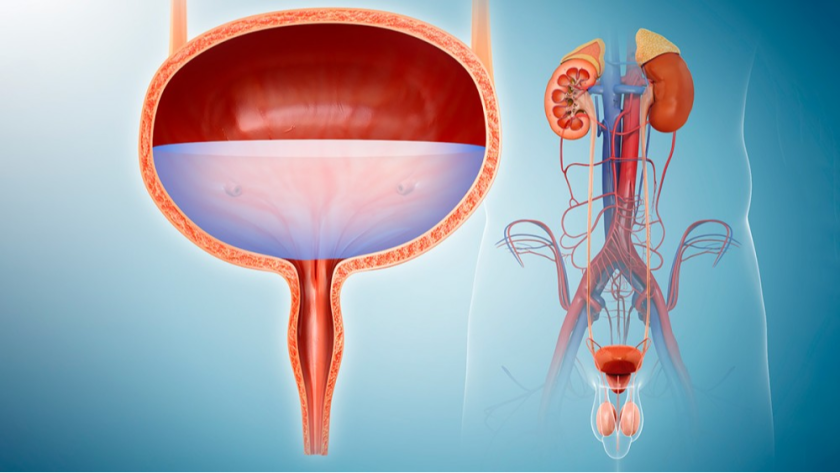 A cross-section of a urinary bladder showing the bladder wall, bladder neck, urethra, and urine flow